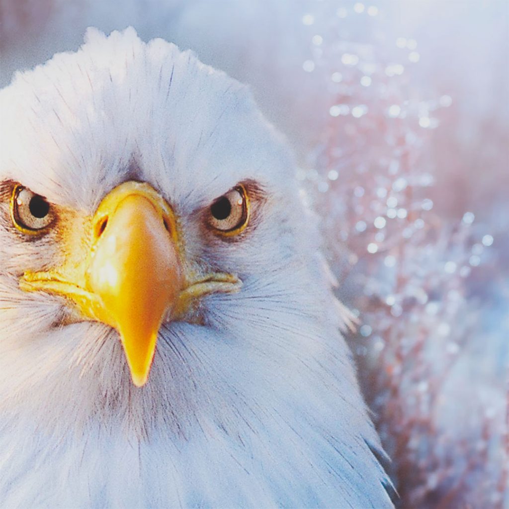 Eagle Crusher February