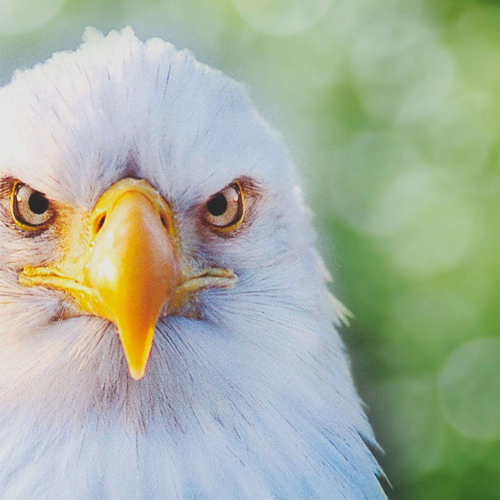 Eagle Crusher Company Updates - March 2021