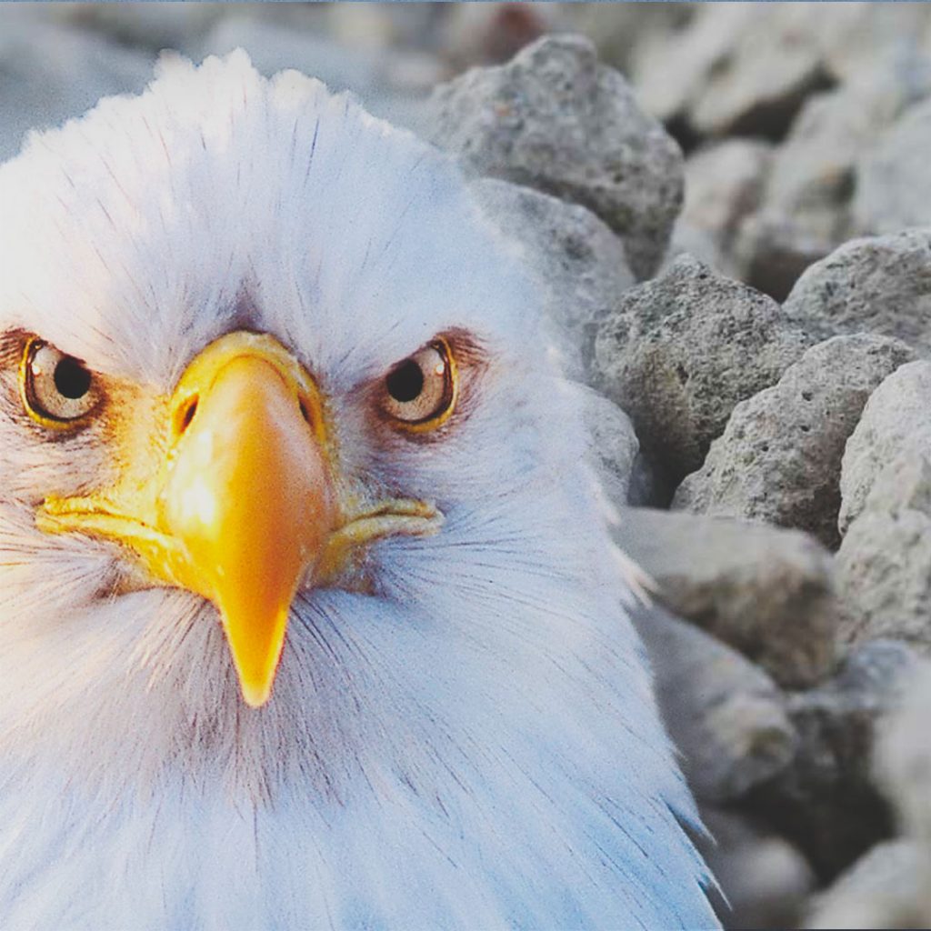 Eagle Crusher Company July