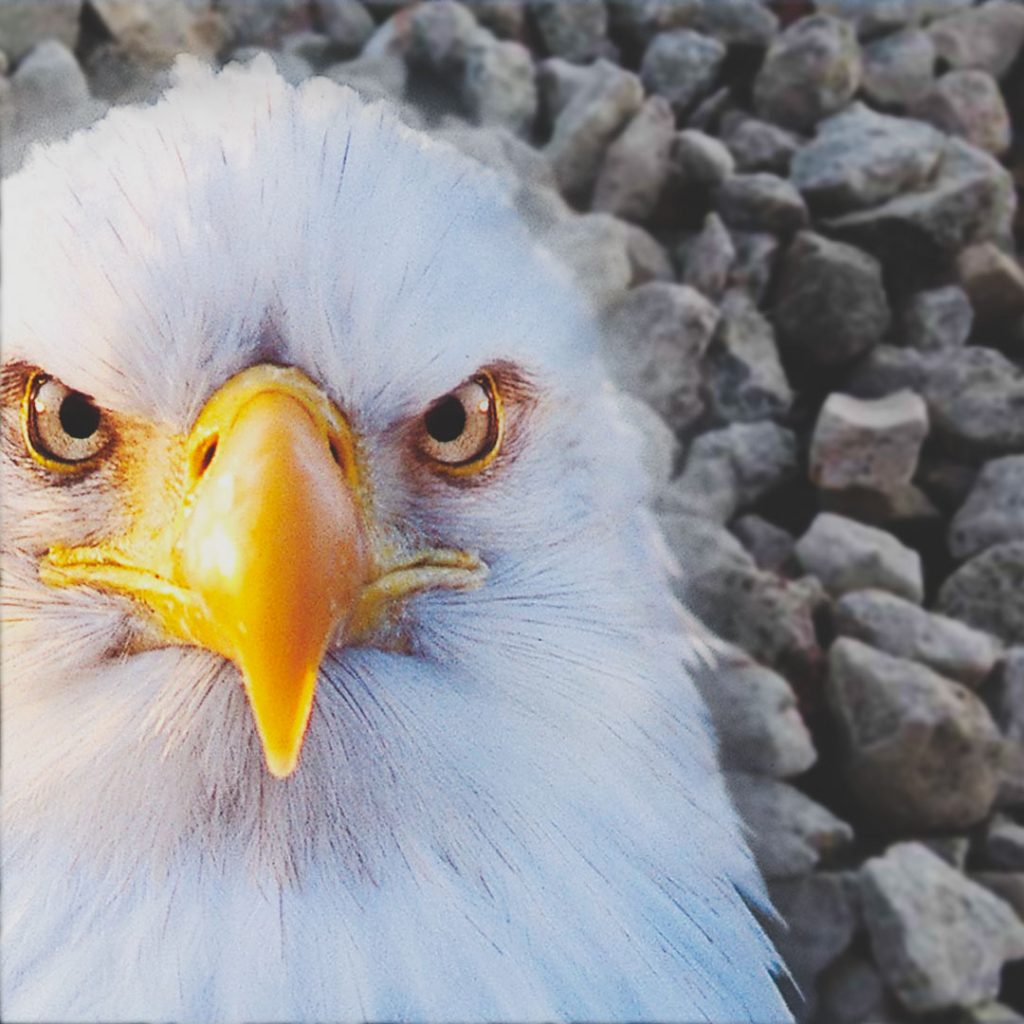 Eagle Crusher Company September